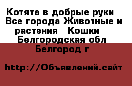 Котята в добрые руки - Все города Животные и растения » Кошки   . Белгородская обл.,Белгород г.